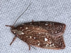Euchaetis metallota