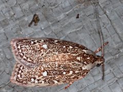Euchaetis metallota