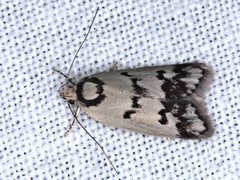 Compsotropha selenias