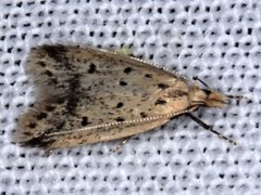 Atheropla decaspila