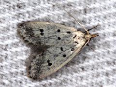 Atheropla decaspila