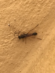 Sceliphron coromandelicum