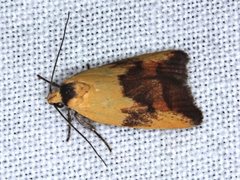 Ageletha hemiteles
