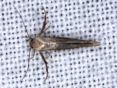 Stathmopoda cephalaea