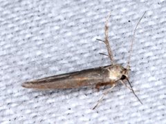 Stathmopoda cephalaea