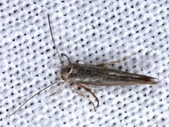 Stathmopoda cephalaea