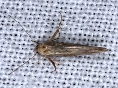 Stathmopoda cephalaea