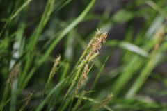 Carex sylvatica