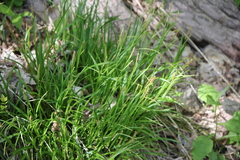 Carex sylvatica