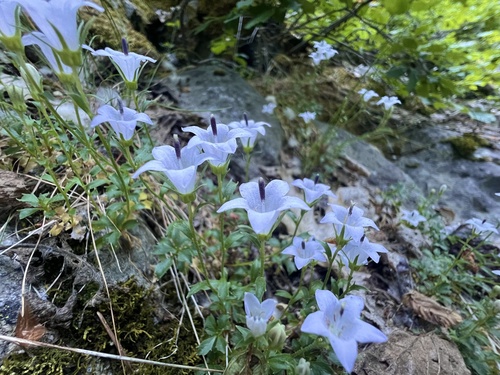 Castle crag harebell