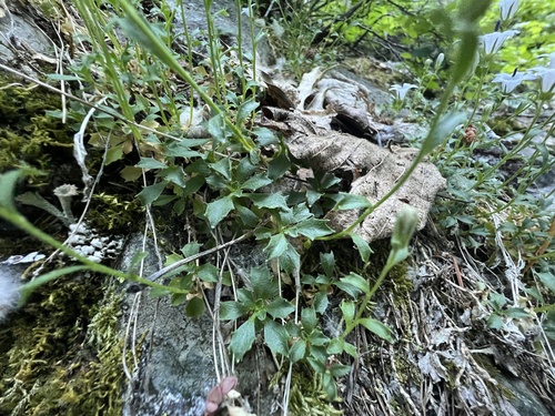 Campanula shetleri, photograph 1