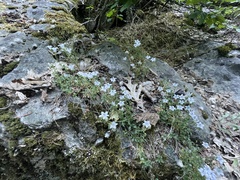 Campanula shetleri, photograph author not stated, no rights reserved