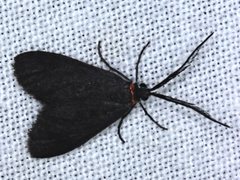 Pollanisus subdolosa