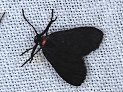 Pollanisus subdolosa