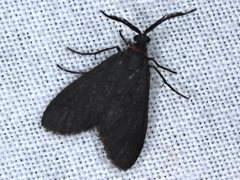 Pollanisus subdolosa