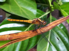 Orthetrum villosovittatum