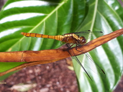 Orthetrum villosovittatum