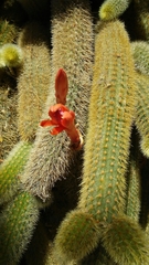 Cleistocactus winteri