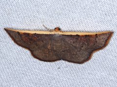 Picromorpha pyrrhopa