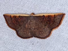 Picromorpha pyrrhopa