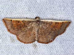 Picromorpha pyrrhopa