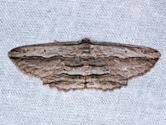 Euphronarcha luxaria