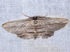 Euphronarcha luxaria