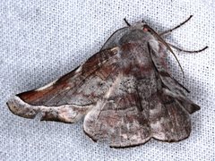 Oenochroma turneri