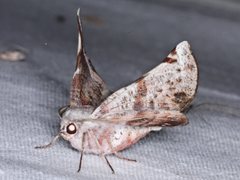 Oenochroma turneri