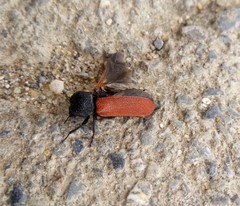 Bostrichus capucinus