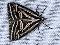 Dichromodes confluaria