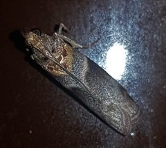 Calguia defiguralis