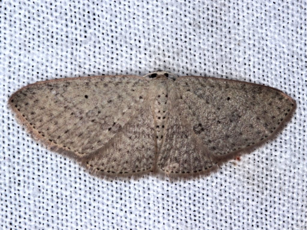 Poecilasthena xylocyma