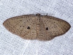 Poecilasthena anthodes