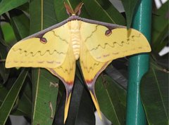 Actias sinensis