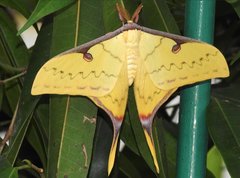 Actias sinensis