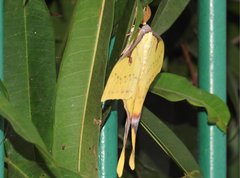 Actias sinensis