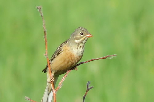 Ortolan Bunting