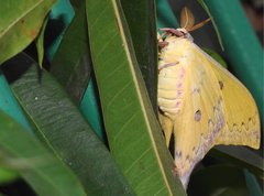 Actias sinensis