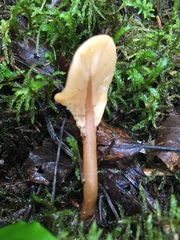 Spathulariopsis velutipes