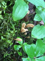 Spathulariopsis velutipes