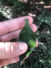 Ecbolium hastatum