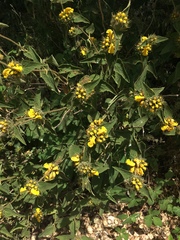 Phlomis viscosa