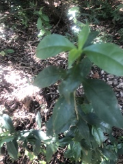 Ecbolium hastatum