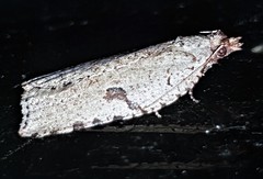 Meritastis polygraphana