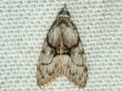 Nola delograpta
