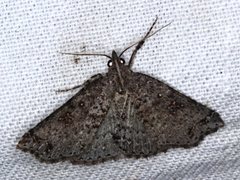 Lithilaria proestans