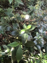 Ecbolium hastatum