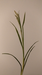 Carex sylvatica