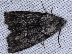 Calathusa basicunea